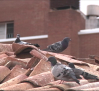 Una casa invadida de palomas trae de cabeza a un vecindario de Ciudad Real