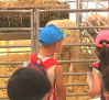 Los niños son ganaderos por un día en la Feria nacional del campo de Manzanares