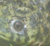 Halladas 7 nuevas especies de anfibios en Horcajo de los Montes