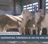 El campo - 01/07/2025