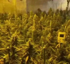 Nueve detenidos con 400 plantas de marihuana y diez kilos de cogollos en Yuncler