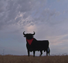 El toro de Osborne de La Sagra ya tiene su pañuelo de San Fermín