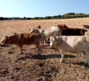 Las carnes de Pecados de San Bernardo, del campo a la mesa