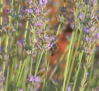 Siega de la lavanda en Ossa de Montiel