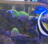 Coral Fish, tienda especializada en crear ecosistemas acuáticos