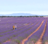 Brihuega luce sus campos de lavanda