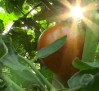 Los famosos tomates del Real de San Vicente (Toledo)
