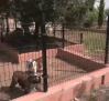 Residencia canina "La Martina" en Casarrubios del Monte