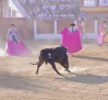 Toros desde Pozuelo de Calatrava (19/07/2025)