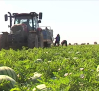 Se estima que la campaña del melón y la sandía en la región será similar a la del año pasado