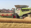 La producción del cereal ha experimentado un incremento del 18% al 20%