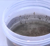 Instalan en seis municipios de Guadalajara trampas contra mosquitos y garrapatas