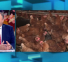 50.000 gallinas sacrificadas para controlar el brote de gripe aviar en una granja avícola de Toledo