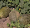 La recogida de melones y sandía en Cebolla
