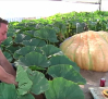 La calabaza más grande de Guadalajara