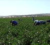Se buscan trabajadores para recoger la berenjena de Almagro