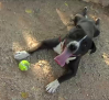 En verano aumentan los casos de abandono de perros