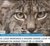 Uraclio, un lince que comenzó su vida en libertad en los Montes de Toledo, se muda a Madrid