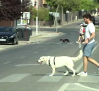 El peligro del asfalto caliente para los perros