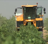 Comienza la vendimia de chardonnay en Villarrobledo (Albacete)