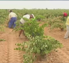 Bolsa de empleo de vendimiadores en Campo de Criptana
