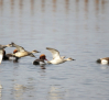 El Parque Nacional de Las Tablas de Daimiel registra un récord histórico en el censo de aves acuáticas