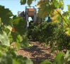 El calor adelanta el comienzo de la vendimia en Castilla-La Mancha