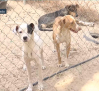 El verano pasado se abandonaron 100.000 mascotas