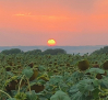 Empieza a remitir la ola de calor pero aún hay aviso naranja en Albacete y amarillo en el resto de C-LM