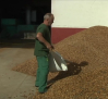 Buenas previsiones para la cosecha de almendra en Albacete