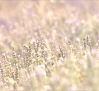 La lavanda, un cultivo que ya sólo es rentable para el turismo