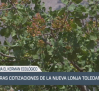El campo - Primeras cotizaciones de la nueva lonja toledana - 21/08/2025