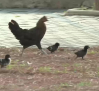 700 gallinas campan a sus anchas en Torrevieja (Alicante)