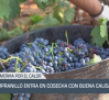 La tempranillo entra en cosecha con buena calidad - 25/08/25