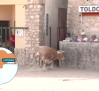 Encierro por el campo en las fiestas de Lupiana