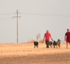 Carrera de galgos en las fiestas patronales de Santa Cruz de la Zarza