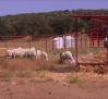 Llegan los primeros animales afectados por los incendios al Complejo Valdepusa