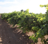 5,5 millones en indemnizaciones a viticultores por daños por pedrisco