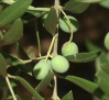Los agricultores prevén menos producción y aceituna de menor tamaño debido al calor