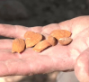 En Mondéjar comienzan a recoger la almendra