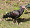 Albacete registra migraciones de ibis eremita, una especie en peligro crítico de extinción