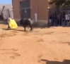 Grave cogida durante los encierros de este martes en Mocejón (Toledo)