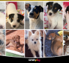 Los 11 del Albacete Balompié con Amparanimals