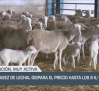 La escasez de lechal dispara el precio hasta 8€/kg - 12/09/2025