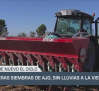Primeras siembras de ajo, sin lluvias a la vista - 16/09/2025