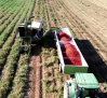 Recogemos tomates en La Puebla de Montalbán