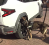 ¿Cómo detectan los perros la presencia de drogas y veneno?