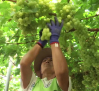Recogemos uvas de mesa en Hellín