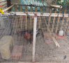 Desmantelan dos centros de cultivo de cannabis y un criadero de gallos de pelea en Cenizate y Tarazona