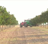 Cosecha de pistacho en Castilla-La Mancha de récord: se esperan más de 8.400 toneladas